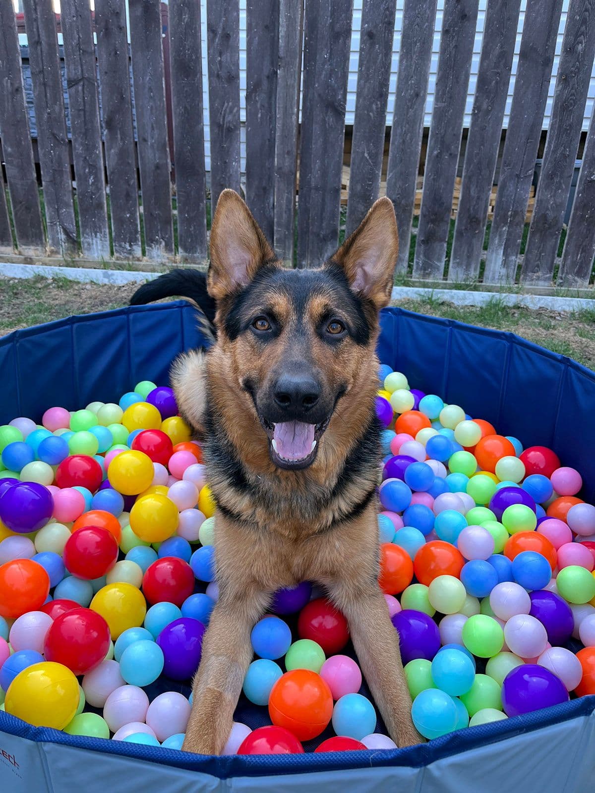 German Shepherd in a ball pit.