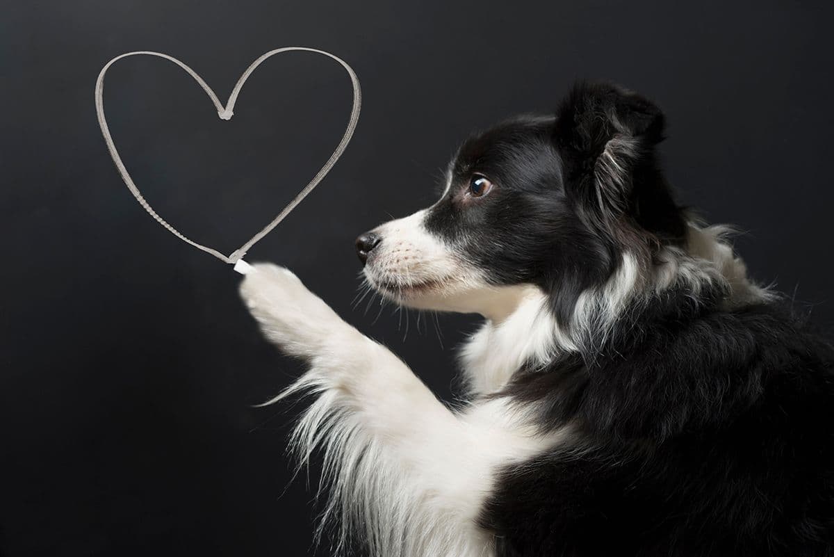 dog with heart