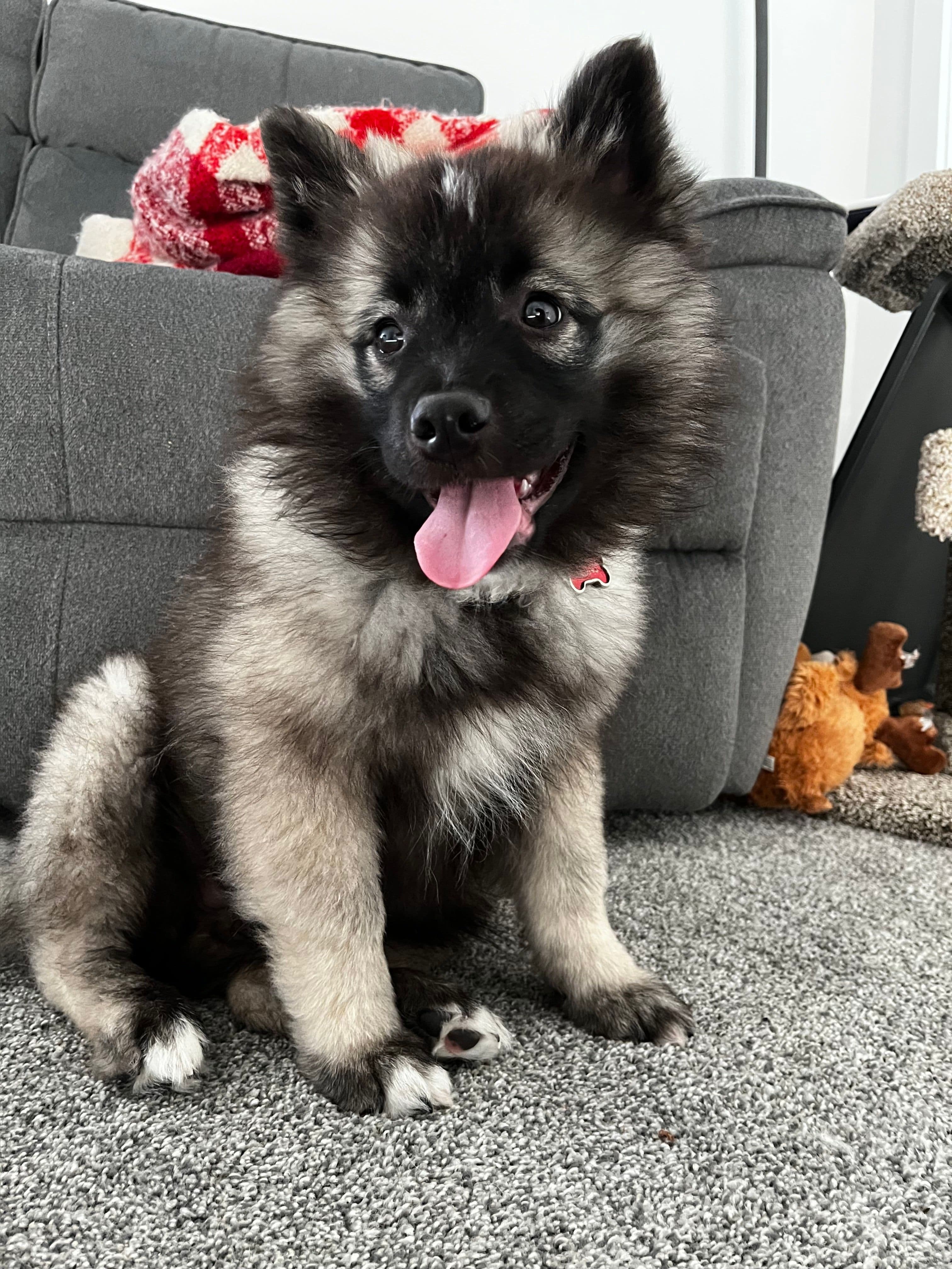 Beans the Keeshond!