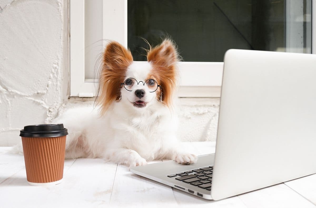 dog with glasses reading on laptop with coffee