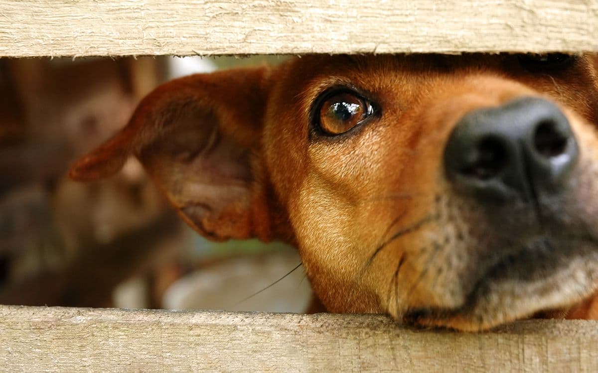 Dog peeking through fence