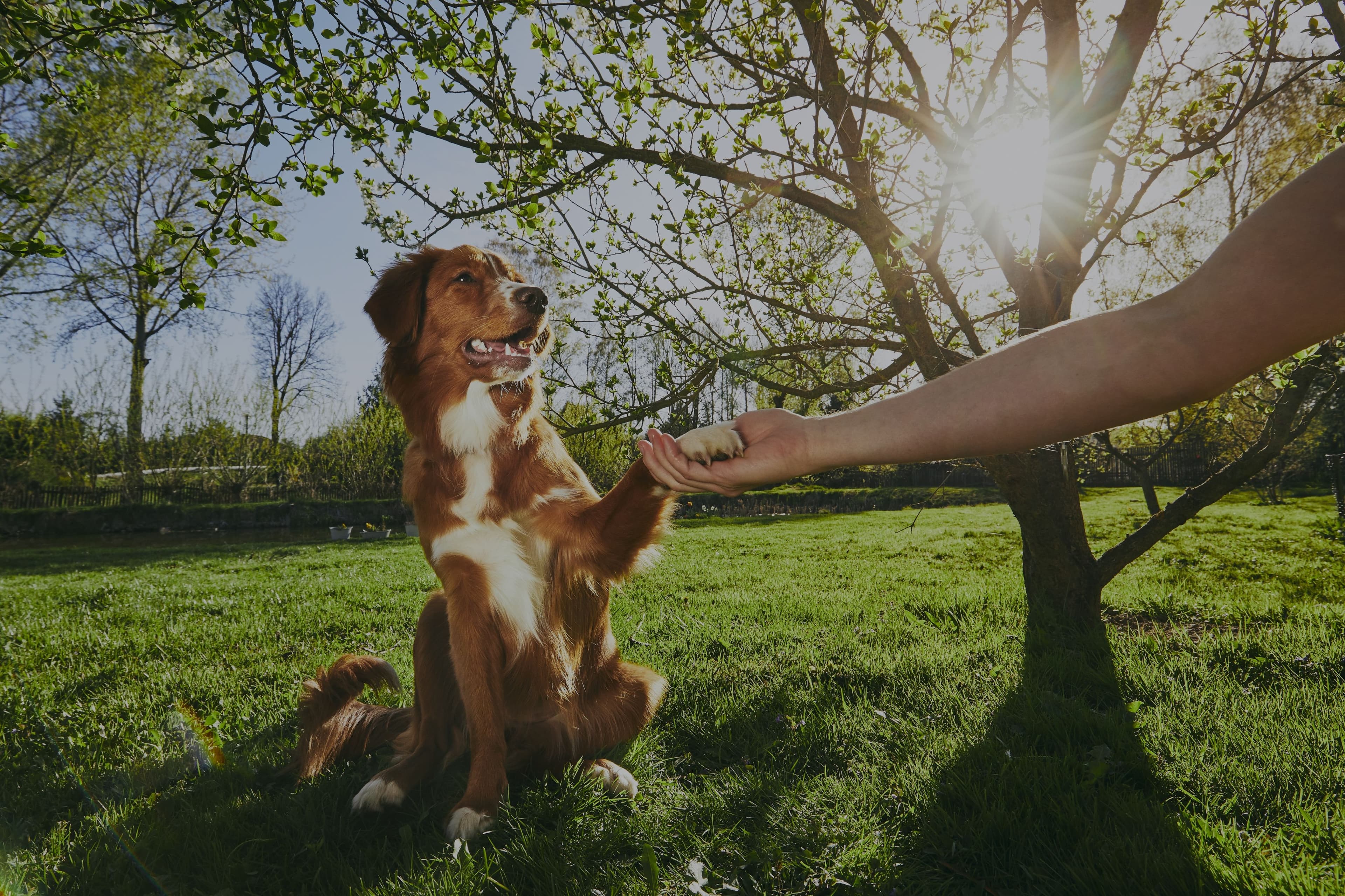A good Golden Retriever shaking a paw